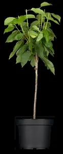 prunus av. (kersen/cerisiers) 20/25 - afbeelding 5