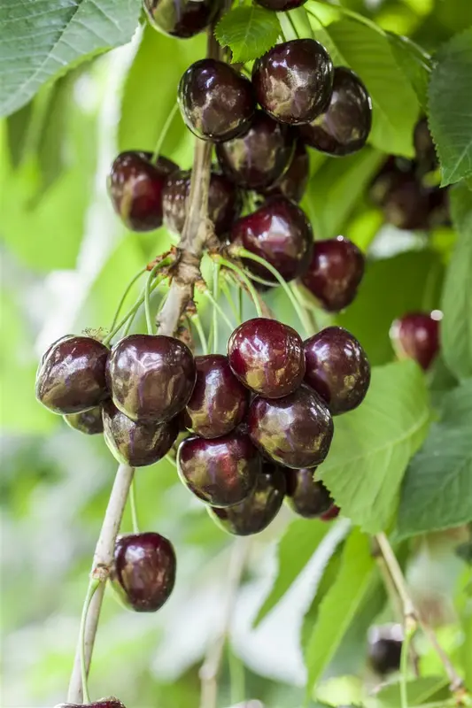 Prunus av. 'Kordia' 12/14 HO C - afbeelding 3