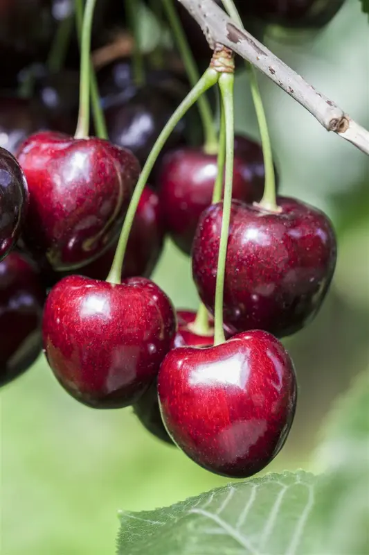 Prunus av. 'Kordia' 12/14 HO C - afbeelding 4