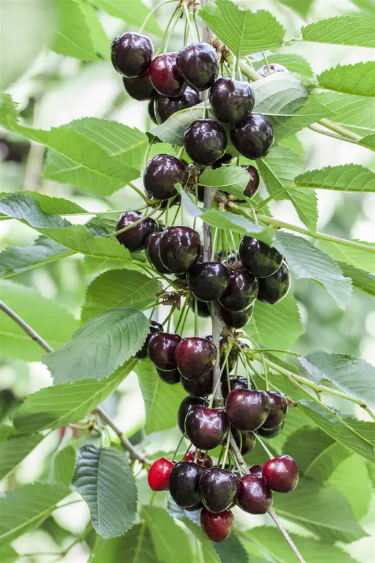 prunus av. 'kordia' C7,5 - afbeelding 2