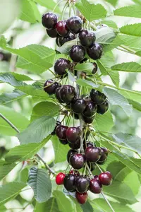 prunus av. 'kordia' C7,5 - afbeelding 2