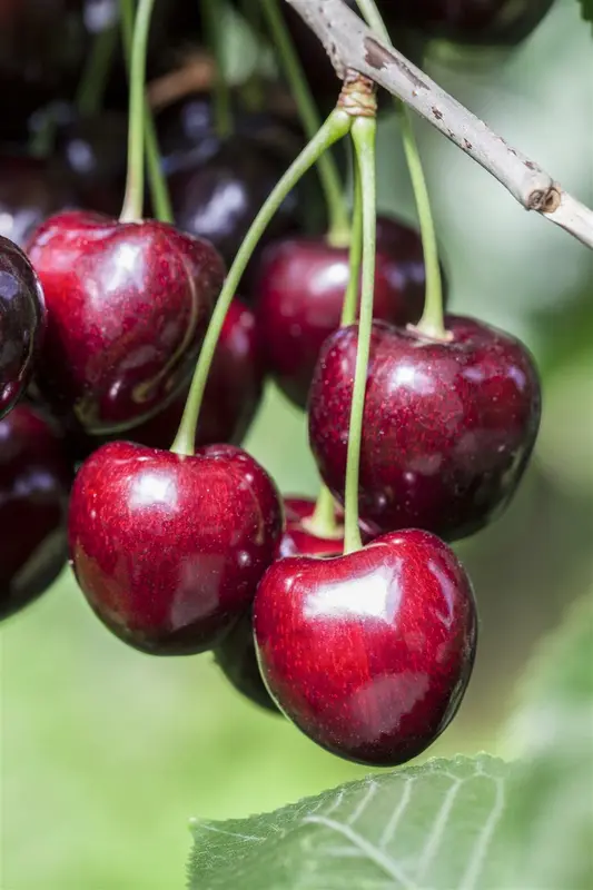 prunus av. 'kordia' C7,5 - afbeelding 4