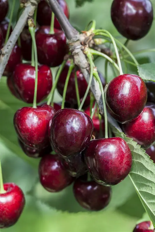 prunus av. 'kordia' C7,5 - afbeelding 5