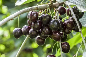 prunus av. 'kordia' C7,5 - afbeelding 5