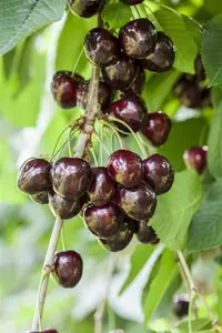 Prunus av. 'Kordia' HOOGST.  BW (8/10) - afbeelding 3