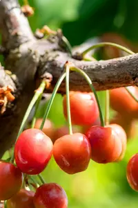 Prunus av. 'Lapins' HALFST.   BW - afbeelding 4