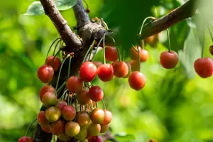 Prunus av. 'Lapins' STRUIK BW - afbeelding 3