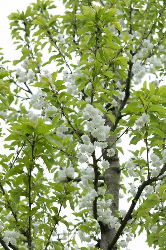 prunus av. 'plena' 16/18 C - afbeelding 1