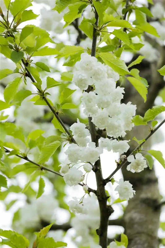prunus av. 'plena' 16/18 C - afbeelding 2