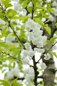 prunus av. 'plena' 16/18 C - afbeelding 2