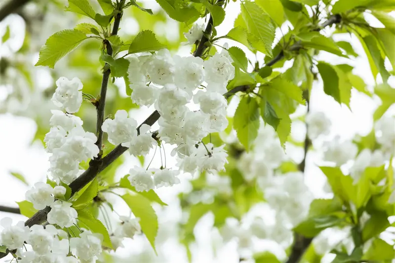 prunus av. 'plena' 16/18 C - afbeelding 3