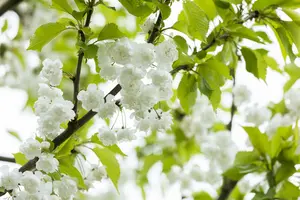 prunus av. 'plena' 16/18 C - afbeelding 3