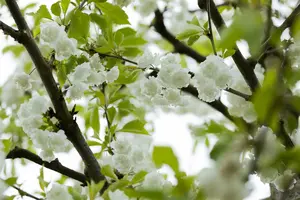 prunus av. 'plena' 16/18 C - afbeelding 4
