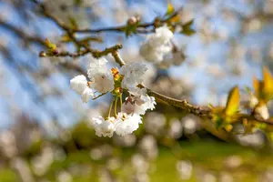 prunus av. 'plena' 16/18 C - afbeelding 5