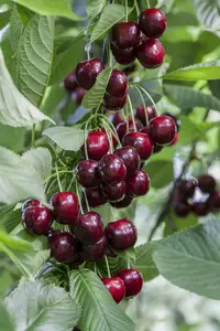 Prunus av. 'Regina' 10/12 HO C - afbeelding 3