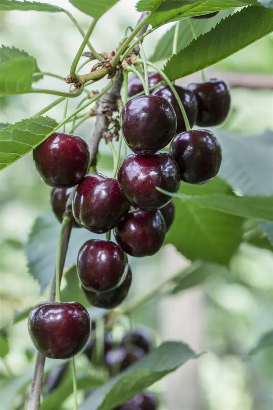 prunus av. 'regina' C7,5 - afbeelding 1