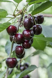 prunus av. 'regina' C7,5 - afbeelding 5