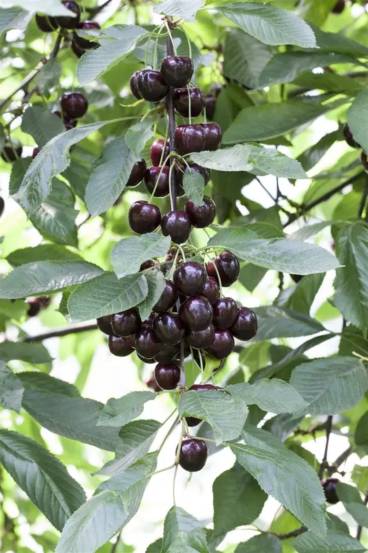 prunus av. 'regina' C7,5 - afbeelding 2