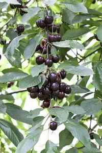 prunus av. 'regina' C7,5 - afbeelding 2