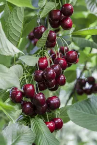 prunus av. 'regina' C7,5 - afbeelding 3