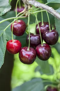 prunus av. 'regina' C7,5 - afbeelding 4