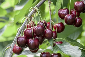 prunus av. 'regina' C7,5 - afbeelding 5