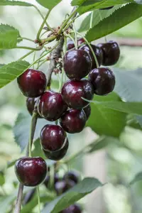 Prunus av. 'Regina' HALFST.   BW - afbeelding 1