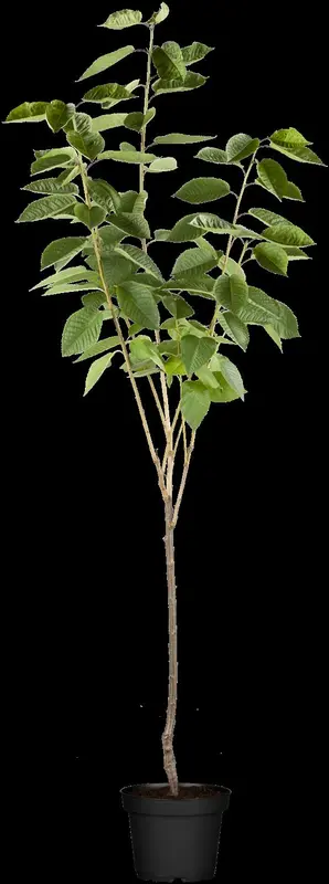 prunus av. 'schneid. sp. knorpelkirsche' C7,5 - afbeelding 1