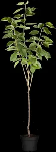 prunus av. 'schneid. sp. knorpelkirsche' C7,5 - afbeelding 4