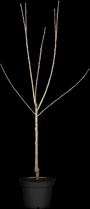 prunus av. 'schneid. sp. knorpelkirsche' C7,5 HALFST - afbeelding 2