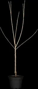prunus av. 'schneid. sp. knorpelkirsche' C7,5 HALFST - afbeelding 2