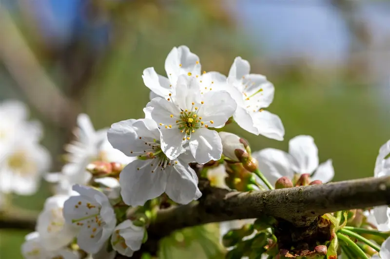 Prunus av. 'Schneid. Sp. Knorpelkirsche' HOOGST.  BW (8/10) - afbeelding 2