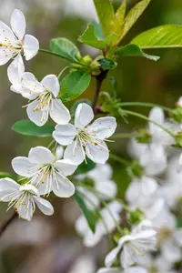 Prunus av. 'Stella' STRUIK BW - afbeelding 3