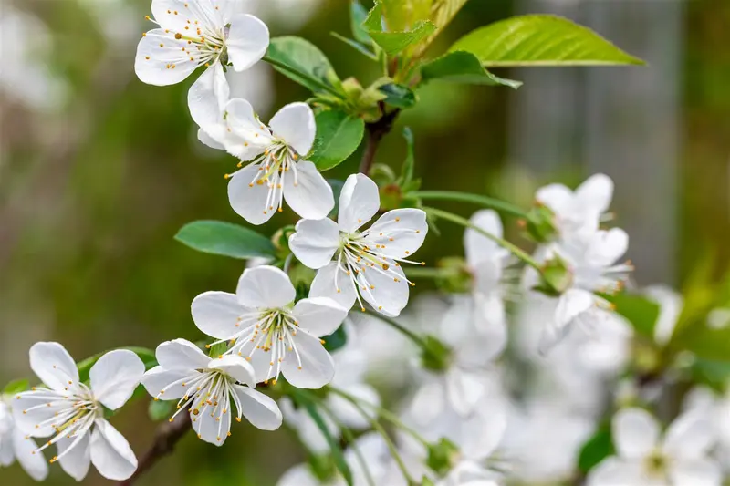 Prunus av. 'Stella' STRUIK BW - afbeelding 2