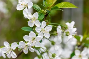 Prunus av. 'Stella' STRUIK BW - afbeelding 2