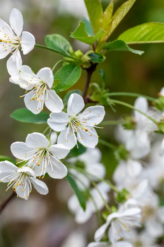 Prunus av. 'Stella' STRUIK C7,5 - afbeelding 3