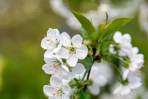 Prunus av. 'Stella' STRUIK   C7,5 - afbeelding 1