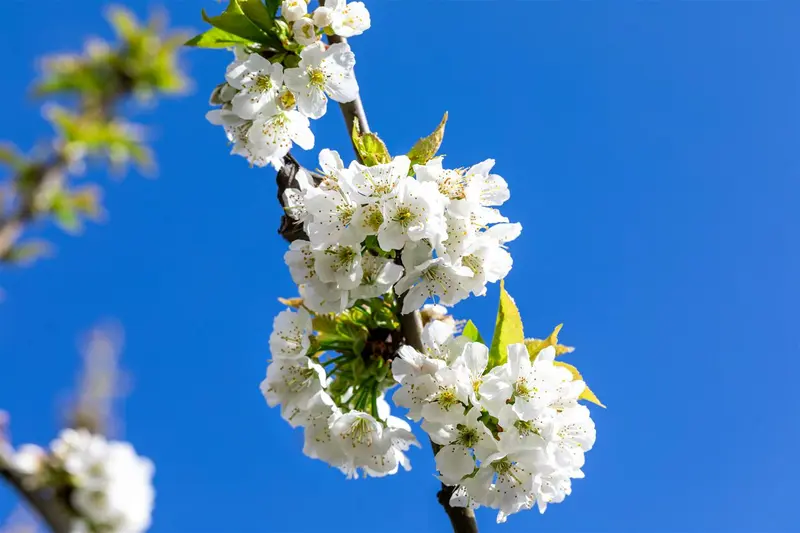 Prunus avium 16/18 HO C - afbeelding 5