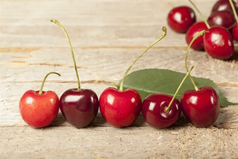 Prunus avium 200-250   DKL MRST - afbeelding 2