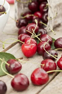 Prunus avium 60- 80 C2 - afbeelding 3