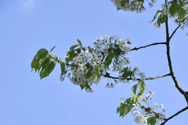Prunus cer. 'Griotte de Schaerbeek' HOOGST. BW (8/10) - afbeelding 1