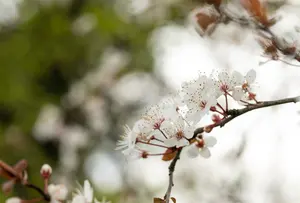 Prunus cer. 'Hollywood' 80-100   C7,5 - afbeelding 4