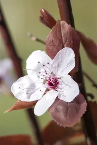 cerasifera - afbeelding 3