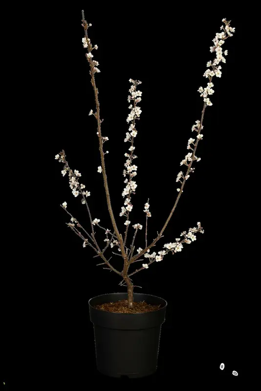 cerasifera - afbeelding 3