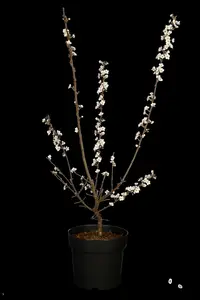 cerasifera - afbeelding 3
