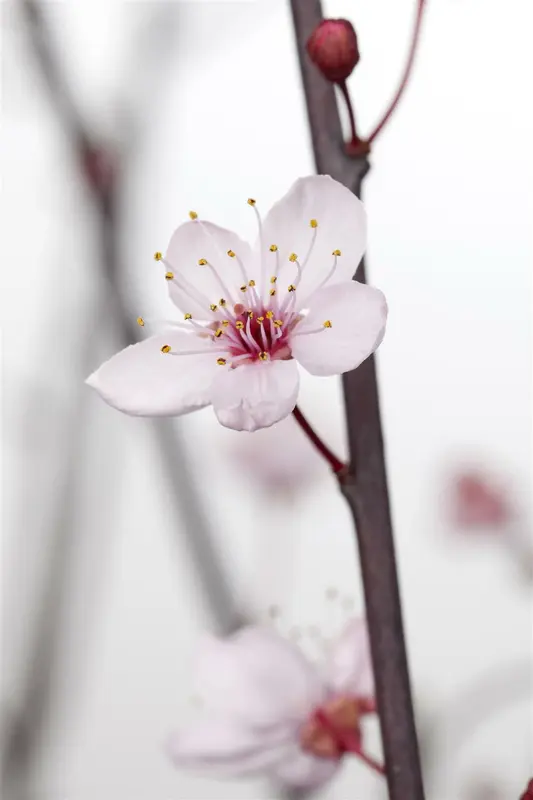Prunus cer. (krieken/griottes) 10/12 HO BW - afbeelding 1