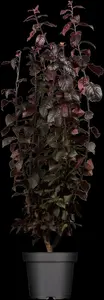 prunus cer. 'nigra' 16/18 - afbeelding 5