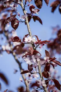 Prunus cer. 'Nigra' 225-250   C90 MRST - afbeelding 5