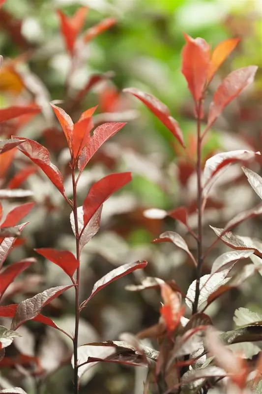 prunus cistena (80-100 cm) - afbeelding 1