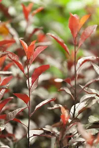 prunus cistena (80-100 cm) - afbeelding 5